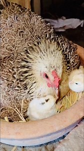 456K views · 5.6K reactions | Broody mama hatching chicks after 21 days ago? #fypシ゚goviral #followers #Naturalfarm’s #animallover | Backyards chicken | Facebook
