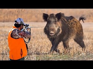 How do hunters and farmers deal with millions of feral hogs in Australia?