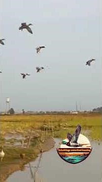 Amazing Mallard Duck Sounds | Nature Audio