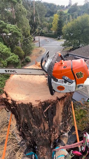Vantage Tree Services Pty Ltd on Instagram: "Timber Tuesdays!"