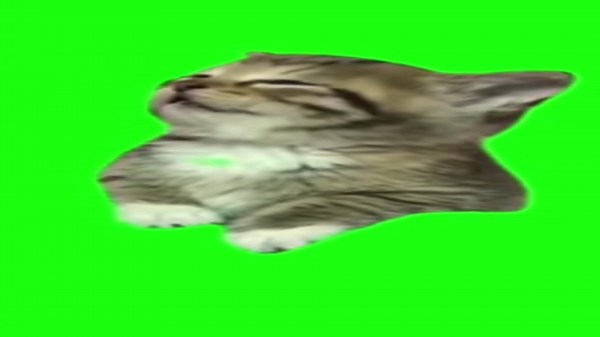 猫ミームで癒されるひととき