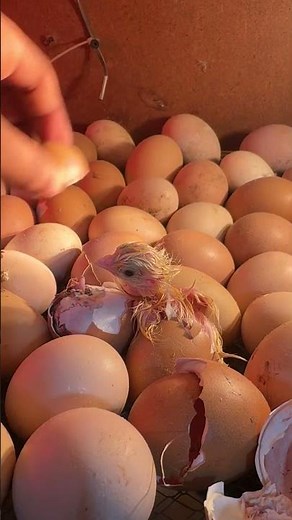Surprising egg hatching in egg incubator