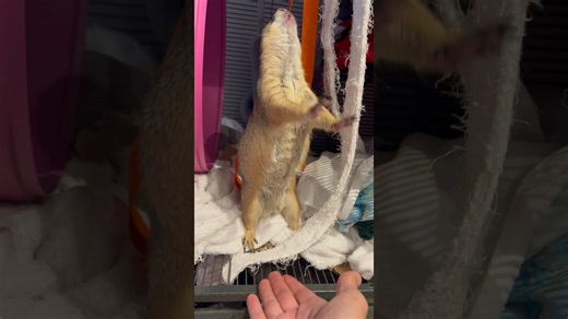 Prairie dog makes a barking sound