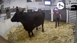 Take a look at her! Check out this Angus cow selling at Cahir Cork Co-Op Marts yesterday. Popular Lot 542 on LSL TV on-demand replays: Breed: AA - DOB: 02/02/2015 - Owners: 2 - Days in Herd: 70. Sold for €1950.00 online via LSL Auctions. Check out the rest of today's action live and replay on-demand with the all new LSL TV App for Smart TVs, LG TV, Android TV and Apple TV platforms or www.lslauctions.com/tv | LSL Auctions