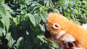 Mr Thorne & Geraldine the Giraffe - Episode A