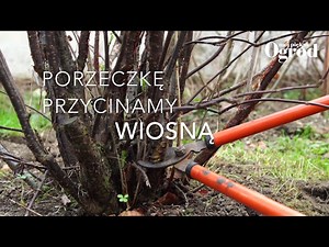 Jak przycinać porzeczkę