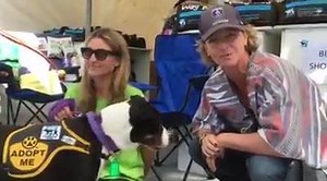 3.6K views · 104 reactions | Look who came to see us? Trainer Dani! Quick video and she's off to enjoy the Perth Royal Show. Lovely dog Peta is greeting visitors but is hoping to find a family of her own real soon. #dogsrefugehome #rescueusthebestbreed | Dogs' Refuge Home WA INC | Facebook