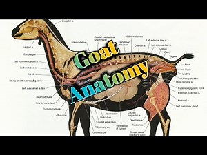 Goat Dissecting