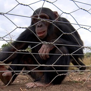 Timothy has been caring for rescued chimpanzees for 18 years. Many of them suffered mistreatment growing up, but he’s teaching them how to trust again in this sanctuary in Kenya. | BBC News Africa