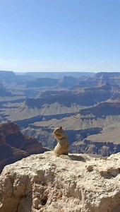 2M views · 124K reactions | This is what we like to call lunch with a view!  Even the wildlife at Grand Canyon National Park can’t help but to stop and enjoy the scenery. IG: Ir_backpackers | Xanterra Travel Collection | Facebook