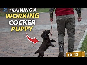 Cocker Spaniel Puppy Training – The Complete Guide (Ep.2)