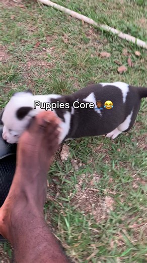 Safe to say I’ve only created monsters 😂💀 #dogsofttiktok #MemeCut #jamaicatiktok #jamaicantiktok🇯🇲viral #fyp