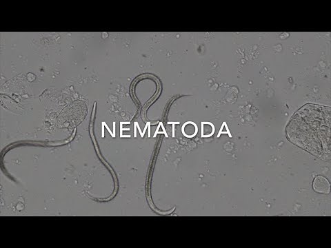 Nematodes