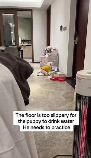 Adorable French Bulldog Struggles to Drink Water!