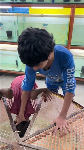 வெள்ளைசாமி புதிய தொட்டி 🤍 platinum alligator gar ❌ #btaqua