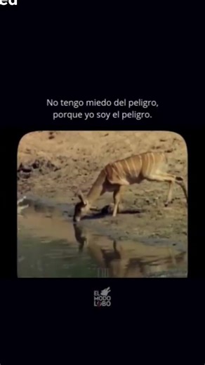 por eso el león es el Rey,porque no le teme a la muerte⚰️😴