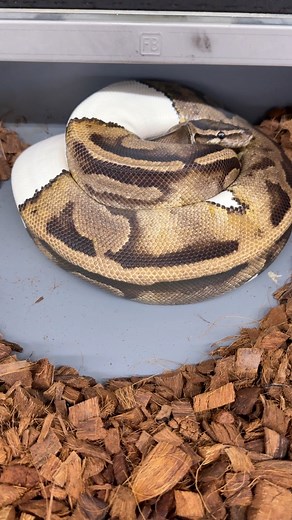 This 11 year old Pied just laid 7 huge eggs! #python #pythonregius #royalpython #ballpython #ballpythonbreeder #ballpythonbreeding #ballpythonsofinsta #ballpythonsofig #ballpythonsofinstagram #ballpythonsnake #ballpythonmorphs #ballpythonmorphsofinstagram #ballpythoneggs #pythoneggs #piebaldballpython #piedballpython #royalconstrictordesigns | Royal Constrictor Designs.com