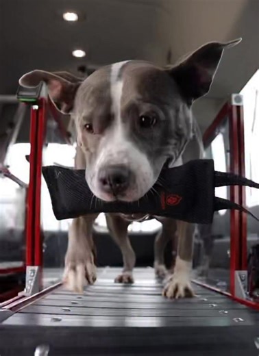 💜 Melina 💜 on Instagram: "Friends, tomorrow (Thursday 1/29) at 10pm ET is the deadline for Ava to make the top 10 for her group in the America's Favorite Pet contest. Pretty please give her a vote if you don't mind and thank you in advance! Check out her slat mill skills! #runfreespokesdog We want this girl to make it to the finals! 🔗 in bio!"