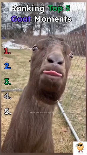 WAIT FOR #1 😭🐐 Funniest Goat Moments Ever 💀 #shorts #funnyanimals #goat #viral #cuteanimals