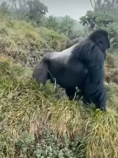 Monkey Hubb on TikTok