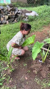 Nyiram pohon talas