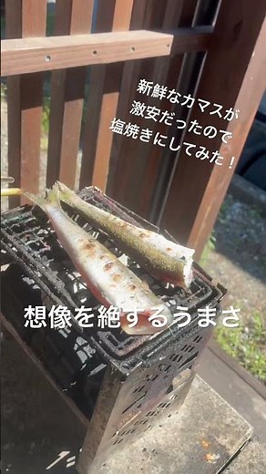 新鮮なカマスがあったので、塩焼きにしてみた！想像を絶する美味さ。