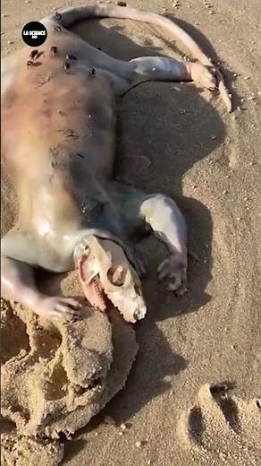 ALIEN REPÉRÉ REPTILIEN ! #shorts #uap #alien