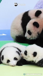 19K views · 3.9K reactions | Special video for those who feel difficult to distinguish different pandas! Four pandas differ considerably in sizes, colours and even expressions! (He Hua & He Ye) #HiPanda #PandaMoment | iPanda | Facebook