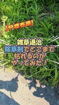 [Test] How much can herbicide actually kill? [The Yakichi Method]
