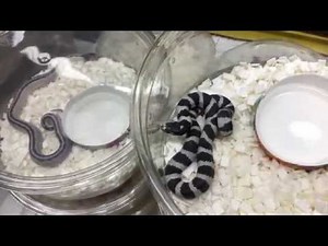 California King Snakes - Adults and our first Babies (Beautiful Animals)
