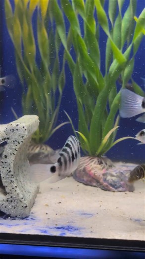 3.2K views · 31 reactions | Open from 10am to 5pm We have some active Zebra Loaches and Honduran Red Point Cichlids in this video trying to work out where the food is coming from 﫣 and they say cichlids are clever, it's above you!  | Riverside Aquaria | Facebook