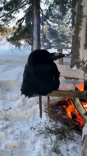 Gothic & Witchy Vibes on Instagram: "So cute 🥰🖤 Credits: @voron_gosha_tv #crow #raven #cuteanimals"