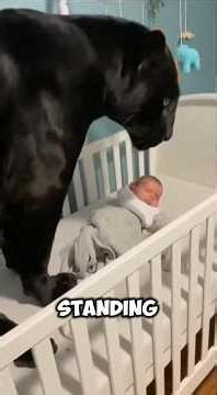 This Man Caught a Panther Over His Baby's Crib......Then He Looked Under the Bed #shorts #animal