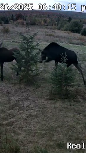 Moose Cow and Calf