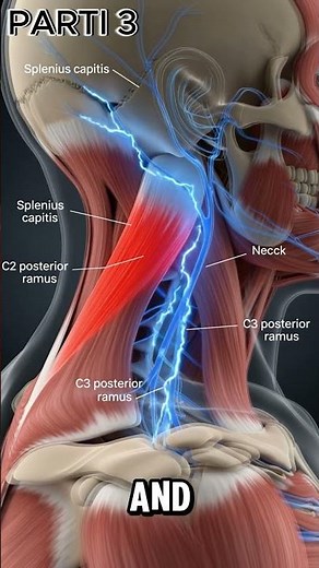Innervation & Function in Action