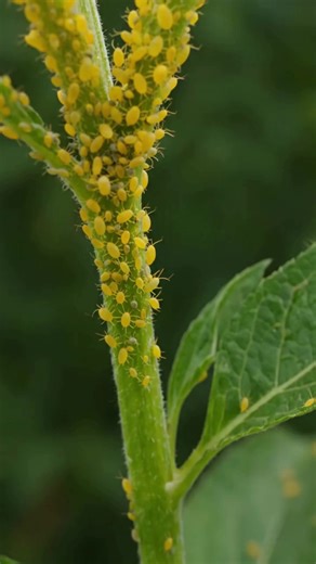 Powerful Natural Insecticides to Effectively Combat Your Stubborn Garden Pests... | Grandma’s Recipes & Hacks