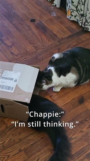 Chappie Thinks… PiP Decides 😂 | Same Moment, Different Minds #cats #catbehavior #funnycats
