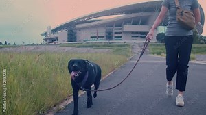 Young woman is walking with a dog (Labrador) on the road in the park