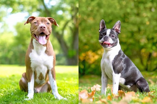 Boston Pit (Boston Terrier & Pitbull Mix) Info, Pictures, Facts, FAQs & More