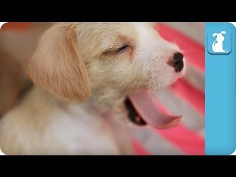 Cuddling Three Puppies - Puppy Love Moments