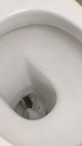 38K views · 535 reactions | VIDEO: A python peeking out from inside a toilet bowl at a shophouse near Thomson Plaza.  (Video: Lim Sze Hui) | CNA | Facebook