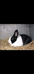 DUTCH RABBIT The Dutch rabbit is a small, popular breed of rabbit. It is known for its distinctive markings, which are a white blaze on the face and chest, and a white saddle marking around the shoulders. �Dutch rabbits are small, weighing between 3.5 and 5.5 pounds. �They have a compact body and short, well-furred ears. �Dutch rabbits are known for their friendly and outgoing personalities. �They are also very intelligent and can be easily trained. �Dutch rabbits are a relatively low-maintenanc