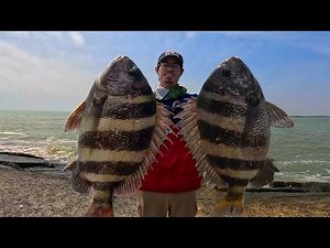 Texas JETTY Fishing for Sheepshead