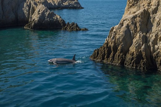 The Rarest Ocean Animal and 6 Other Elusive Creatures That Mysteriously Lurk Below