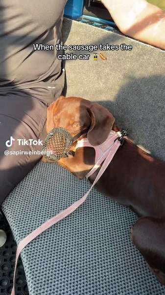 Margherita may be tiny, but rules are rules… even for hot dogs 🚠🌭 #bassottotedesco #sassydog #dachshunds #bassottonano #babymargherita