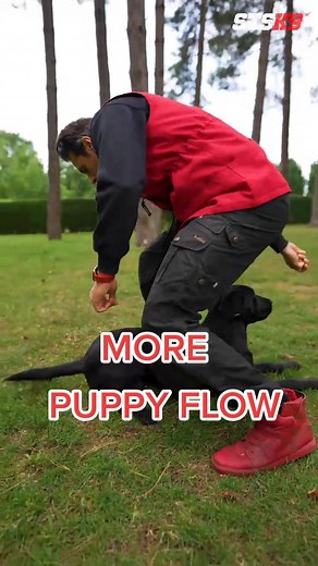 Training a 6 Month Labrador Puppy with Positive Methods