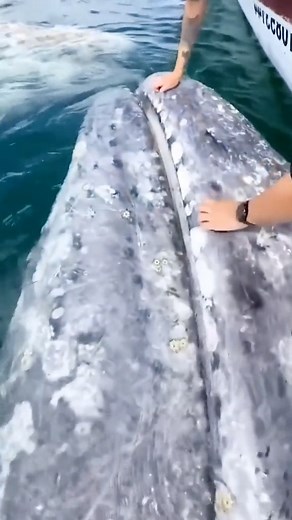 To touch a gray whale up close.🐳#sea#fish#whale#fyp#foryou#tiktok#whale #ocean #foryou #dophin #orcas #xorcas #voiceofocean #shark #oceananimalslife #nature #animals #harmony #amazing #whalebaby #whaleshow #fish #jewelry | Sheepepepe