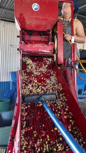 Coffee Bean Processing Machine in Action