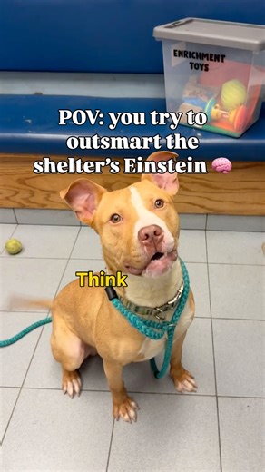 112 reactions · 47 shares | Meet Jitterbug!  This young genius has...