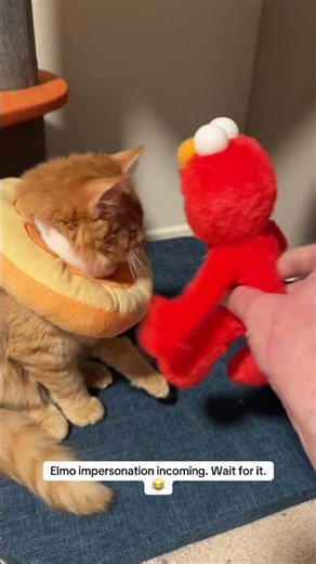 Elmo loves cats! Cats don’t love Elmo.😂 #cats #catdad #kitten #pets #catshorts #cute #funny